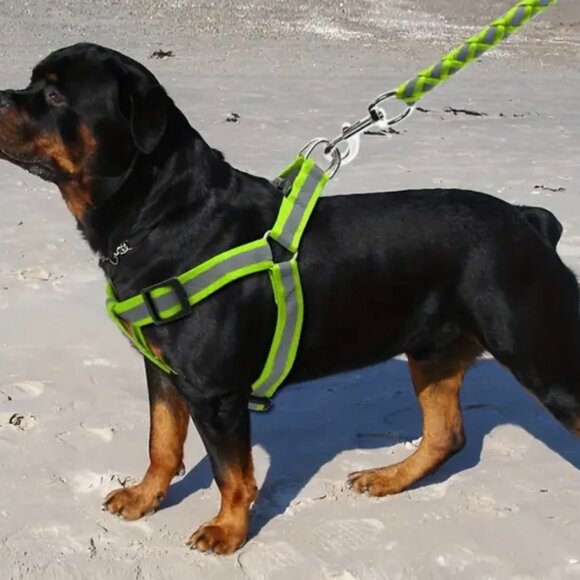 Reflective Dog Harness & Leash Set, Comfortable and Safe for Walking/Training - Picture 8 of 8
